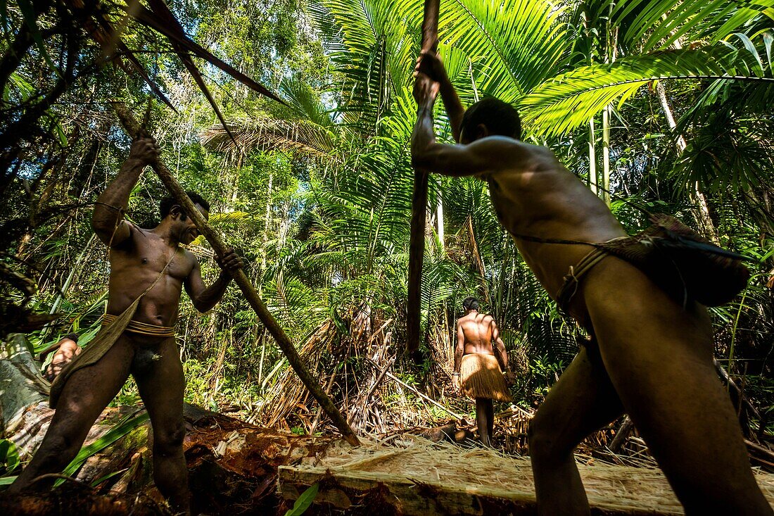 Indonesien, West Papua, Mabul, Korowai-Expedition, Sagou-Palme, Präparat