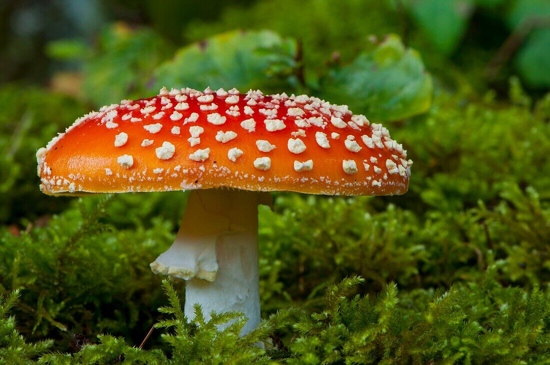 France, Somme, Crécy Forest, Crécy-en-Ponthieu,Amanita muscaria