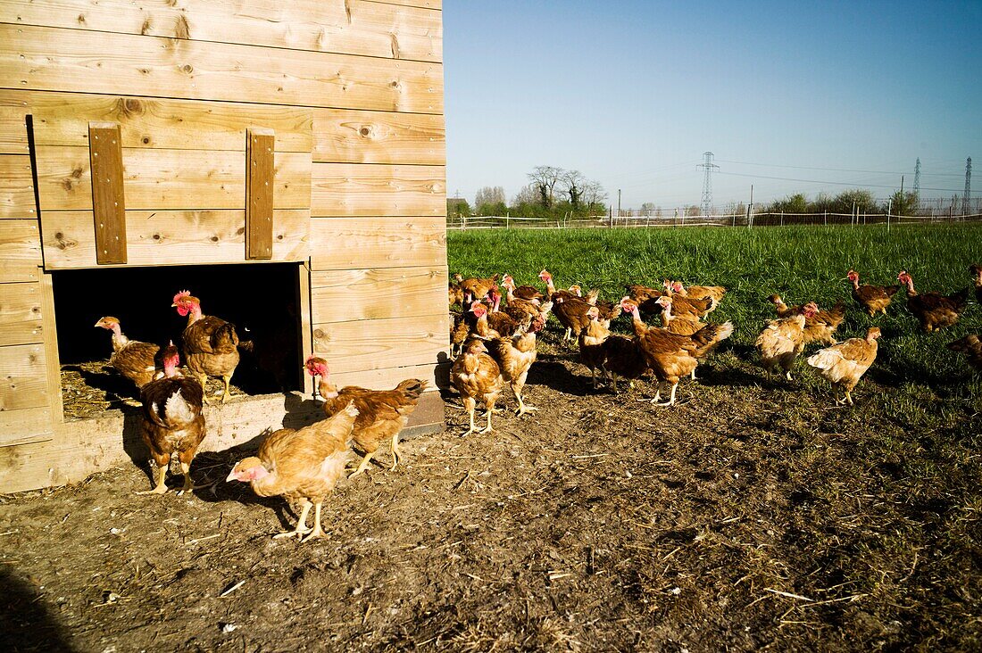 France, Essonne, Saclay plateau, Bievres, Charles Monville, organic poultry farmer