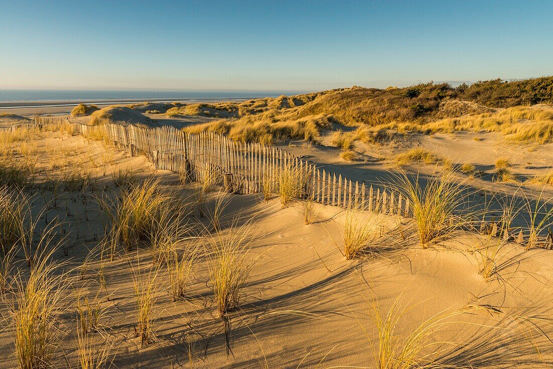 France, Somme, Baie de Somme, Fort-Mahon, the dunes of Marquenterre, between the Baie d'Authie and the Baie de Somme