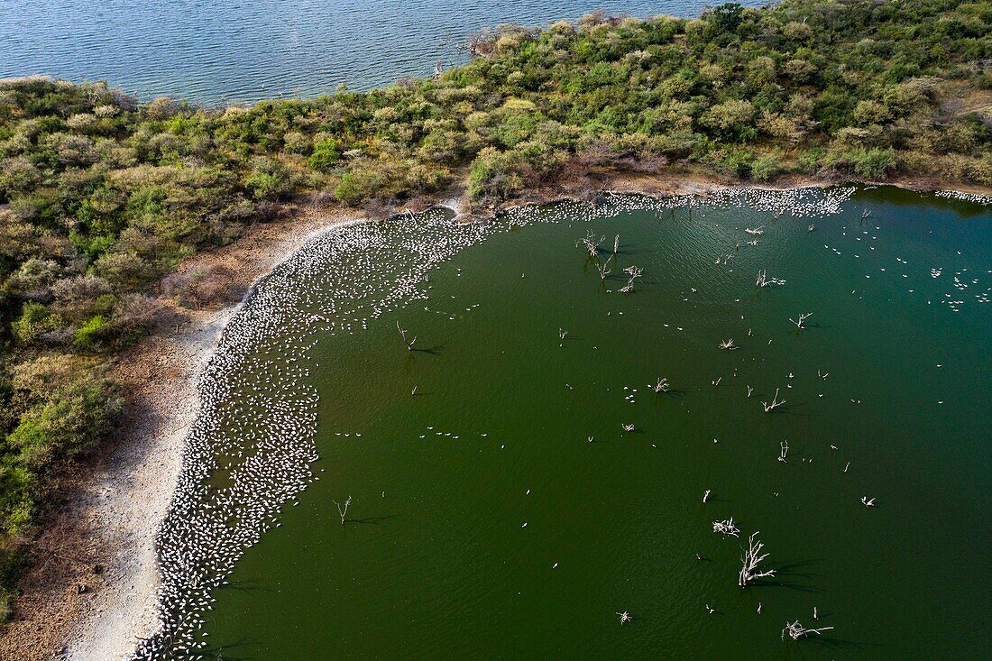 Kenya, lake Bogoria, lesser flamingo (Phoeniconaias minor) (aerial view)