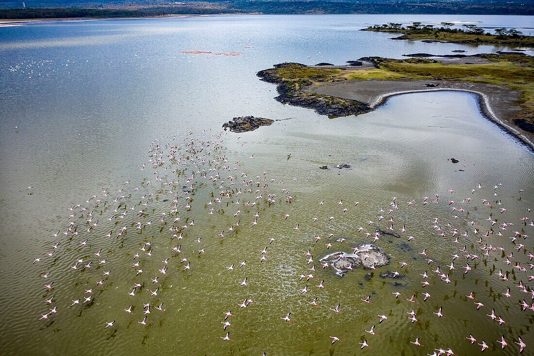 Kenya, Soysambu conservancy, lake Elementeita, lesser flamingo (Phoeniconaias minor) (aerial view)