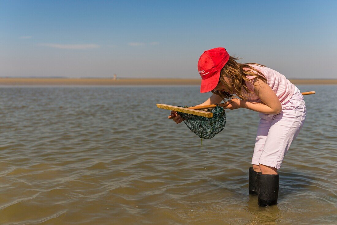 Frankreich, Somme, Baie de Somme, Le Crotoy, Kind (Mädchen) beim Krabbenfischen