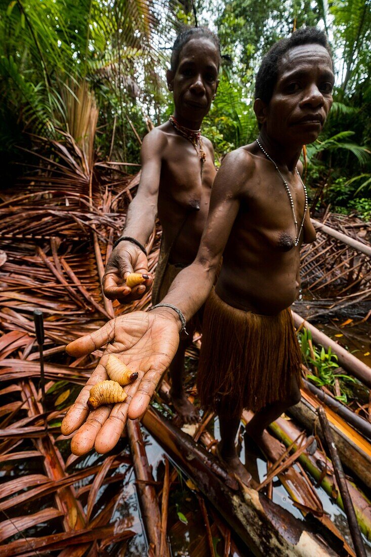 Indonesien, West Papua, Mabul, Korowai-Expedition, Aufsammeln von saftigen Palmistenlarven, ein köstliches Gericht