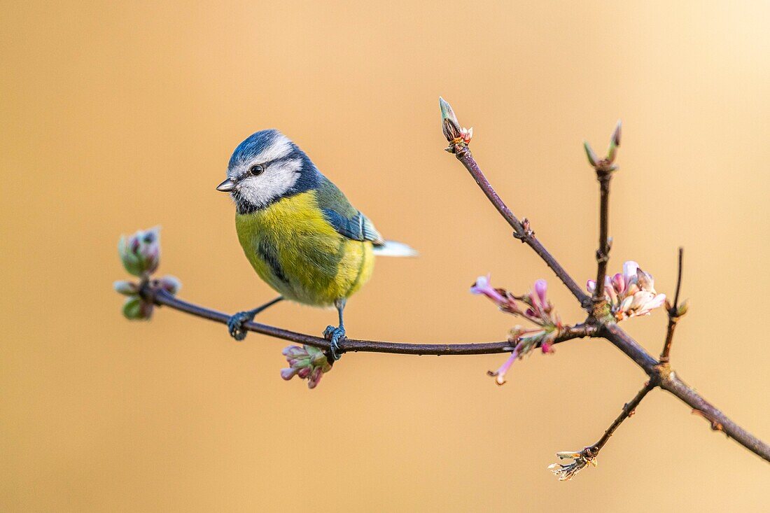 France, Somme, Crécy-en-Ponthieu, Blue tit (Cyanistes caeruleus)