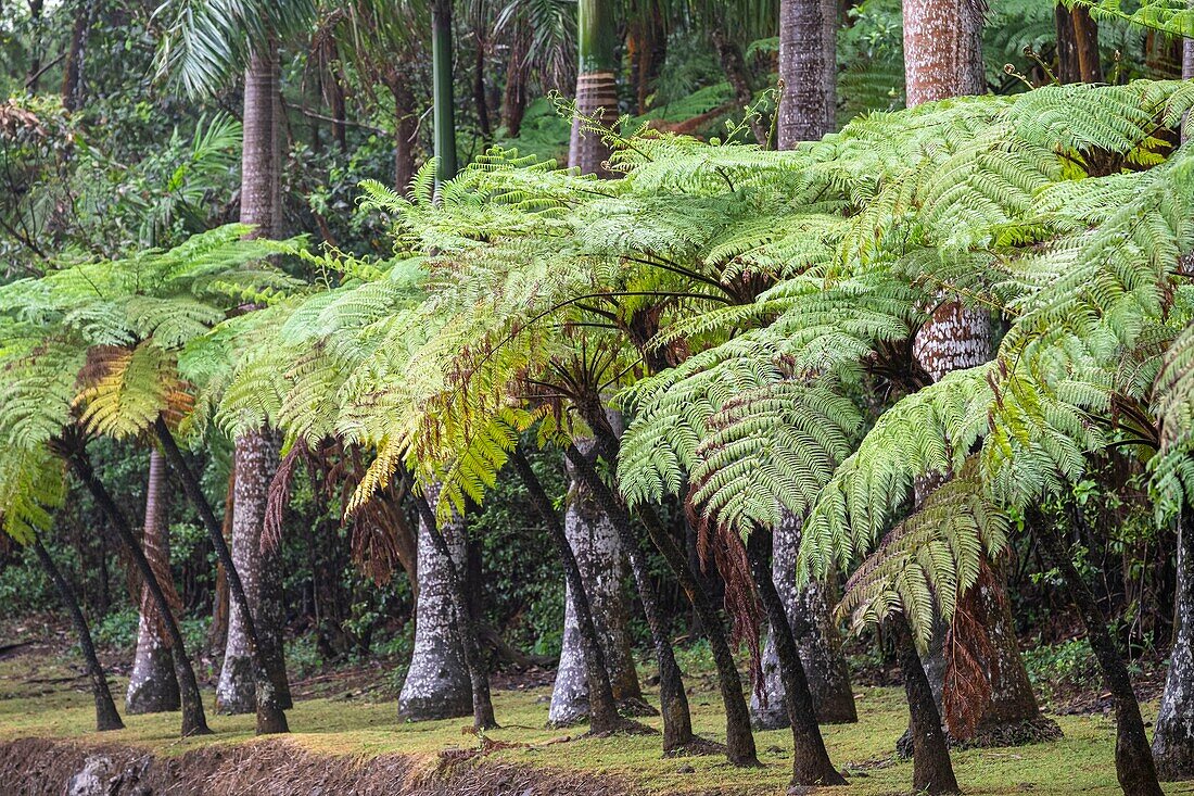 Mauritius, Bezirk Savanne, Grand Bois, Domaine de Bois Chéri, der größte Teeproduzent auf Mauritius, der Park der Domäne