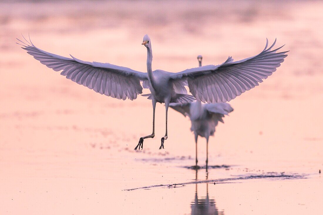 France, Somme, Somme Bay, Le Crotoy, Crotoy marsh, Great Egret fishing (Ardea alba)