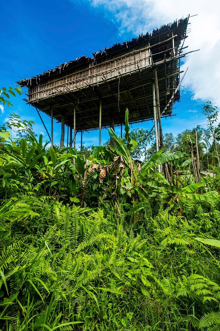 Indonesien, West Papua, Mabul, Korowai-Expedition