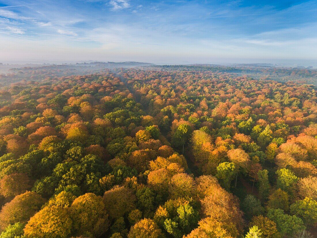 Frankreich, Somme, Crécy-en-Ponthieu, Forêt de Crécy, Der Wald mit Herbstfarben