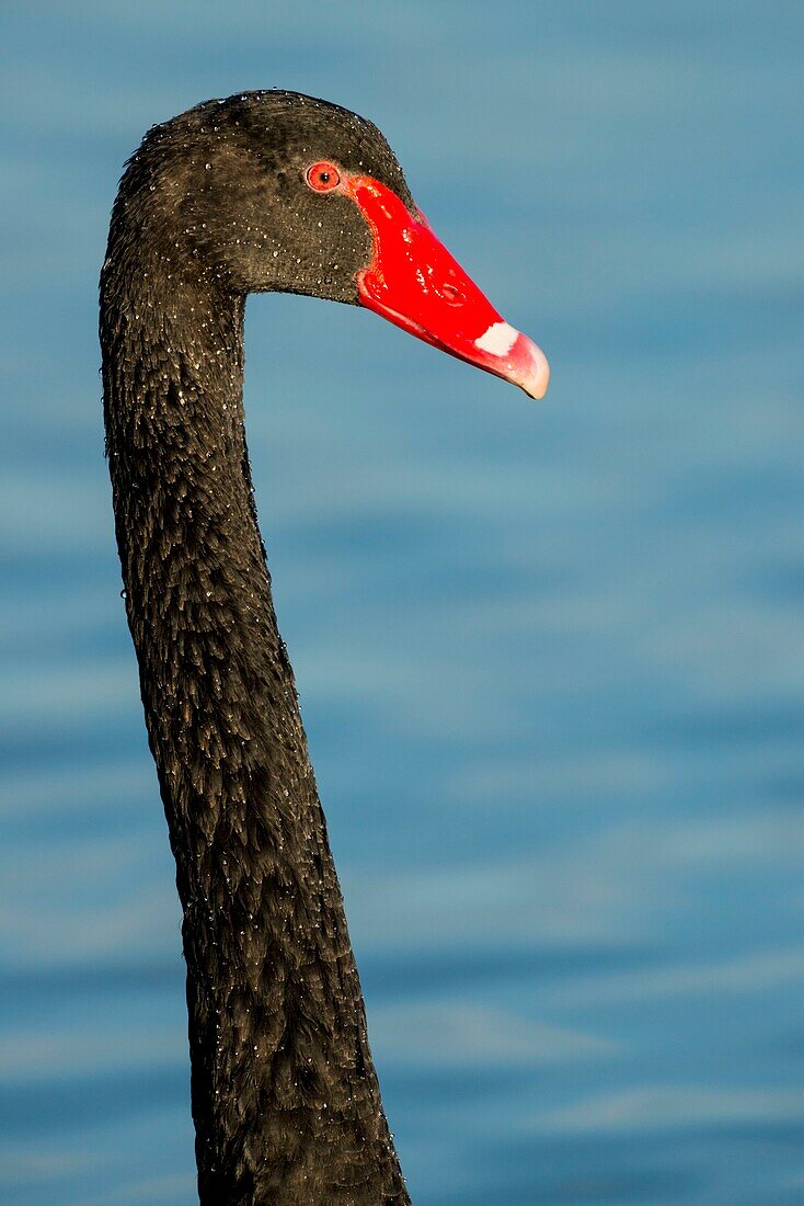 France, Somme, Somme Bay, Le Crotoy, Crotoy marsh, Black Swan (Cygnus atratus)