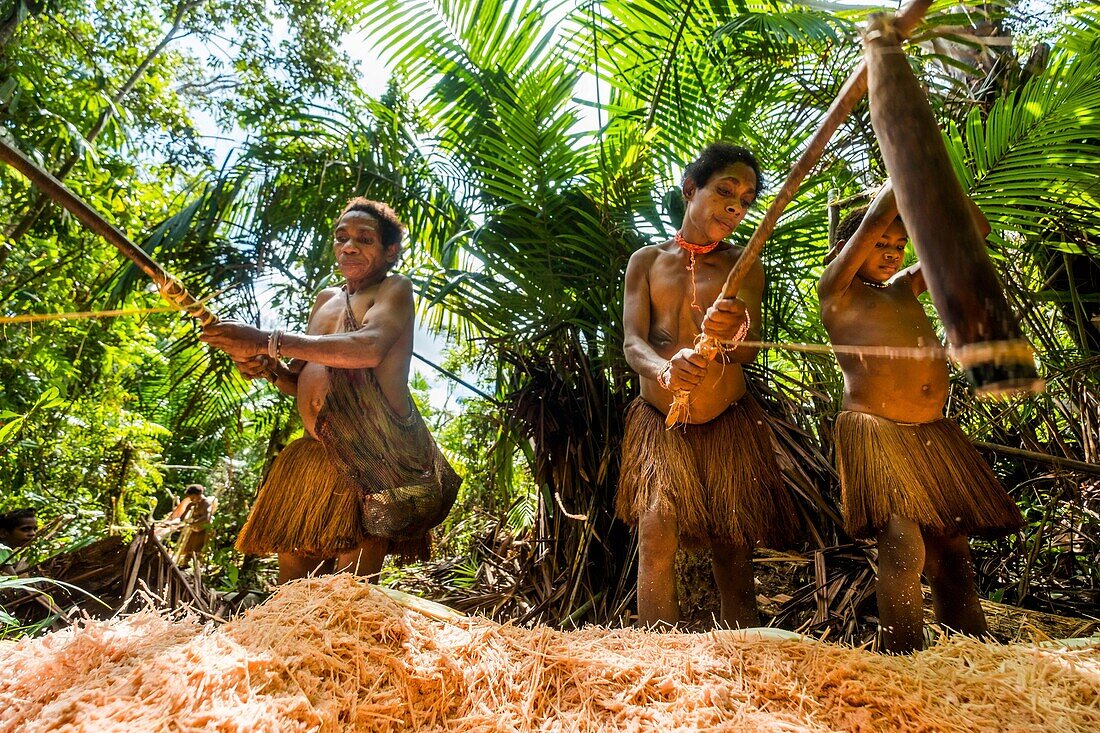 Indonesien,West Papua,Mabul,Korowai-Expedition,Sagou-Palme,Präparat