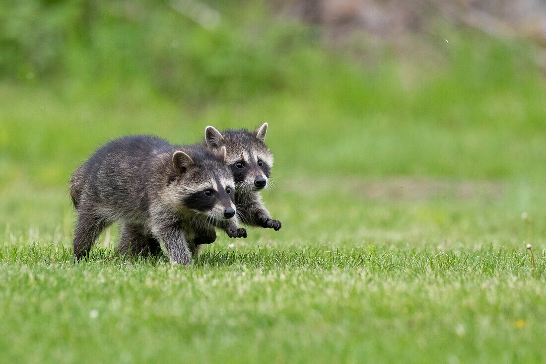 United Sates, Minnesota, Raccoon (Procyon lotor), running in the grass, captive