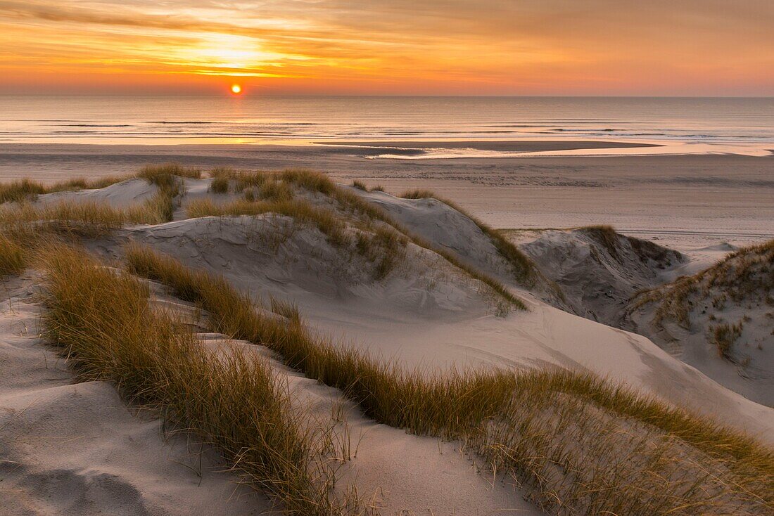 France, Somme, Baie de Somme, Fort-Mahon, the dunes of Marquenterre, between the Baie d'Authie and the Baie de Somme