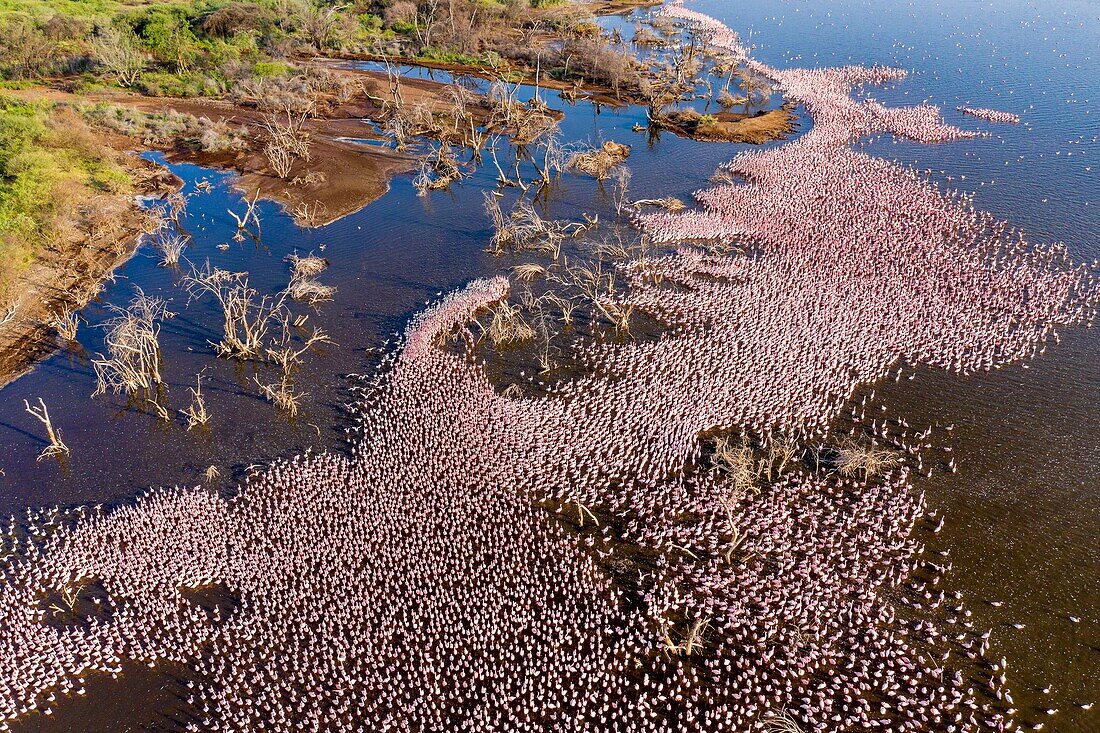 Kenia,Bogoria-See,Kleiner Flamingo (Phoeniconaias minor) (Luftaufnahme)