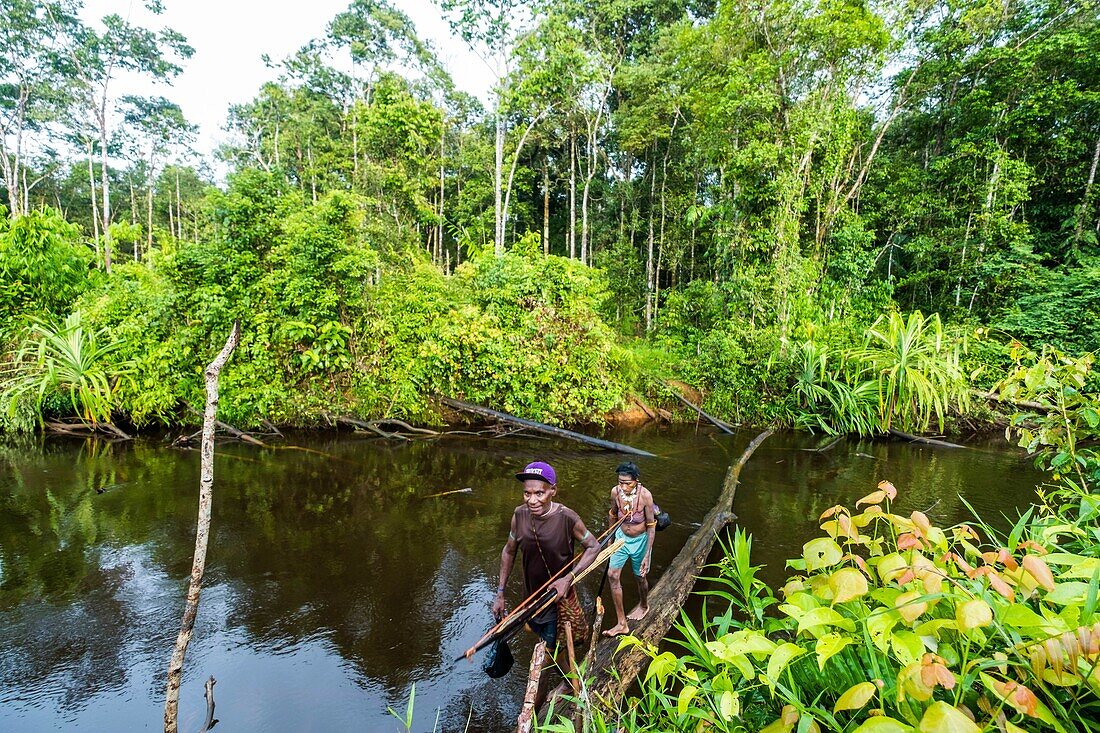 Indonesia, West Papua, Mabul, Korowai expedition, crossing a waterway on a trunk, to reach the first clan