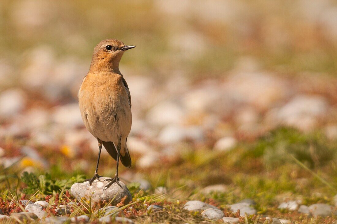 Frankreich,Somme,Baie de Somme,Cayeux-sur-mer,Ault,Le Hâble d'Ault,Steinschmätzer (Oenanthe oenanthe) weiblich