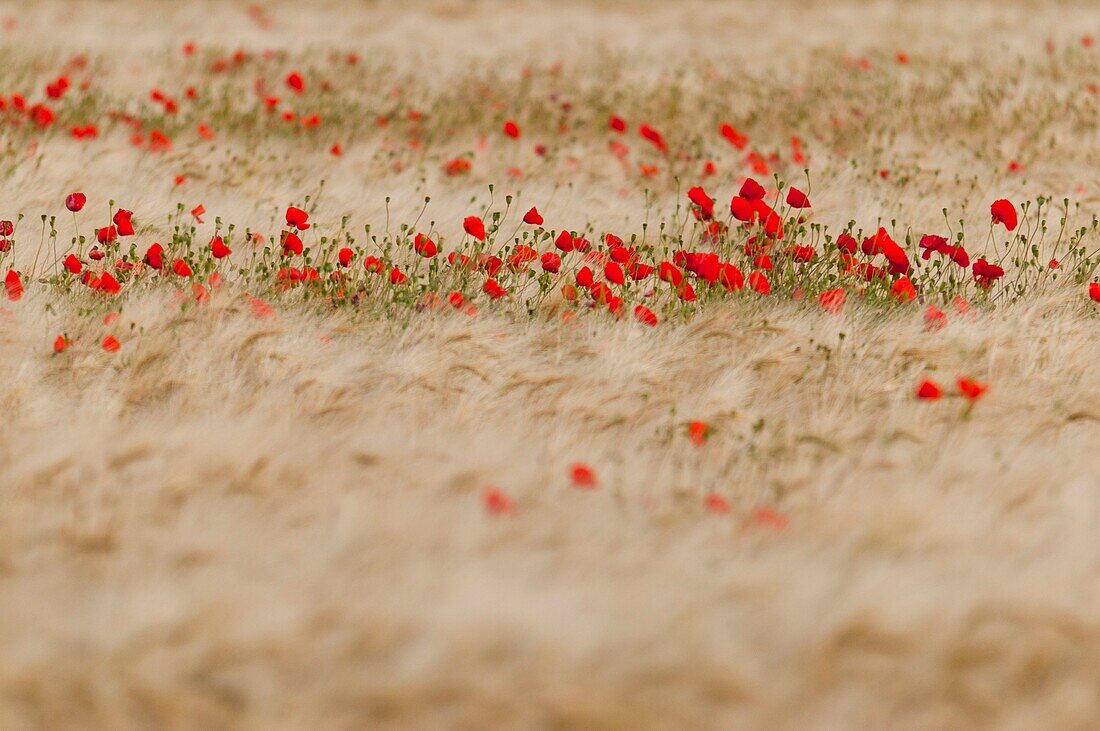 France, Somme, Baie de Somme, Saint-Valery-sur-Somme, Poppies (Papaver rhoeas)