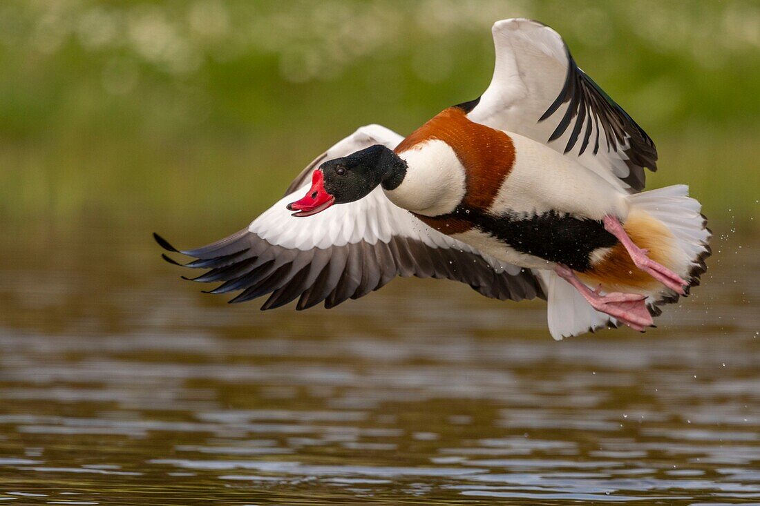 France, Somme, Baie de Somme, Saint-Quentin-en-Tourmont, Natural Reserve of the Bay of Somme, Marquenterre Ornithological Park, Common Shelduck (Tadorna tadorna)