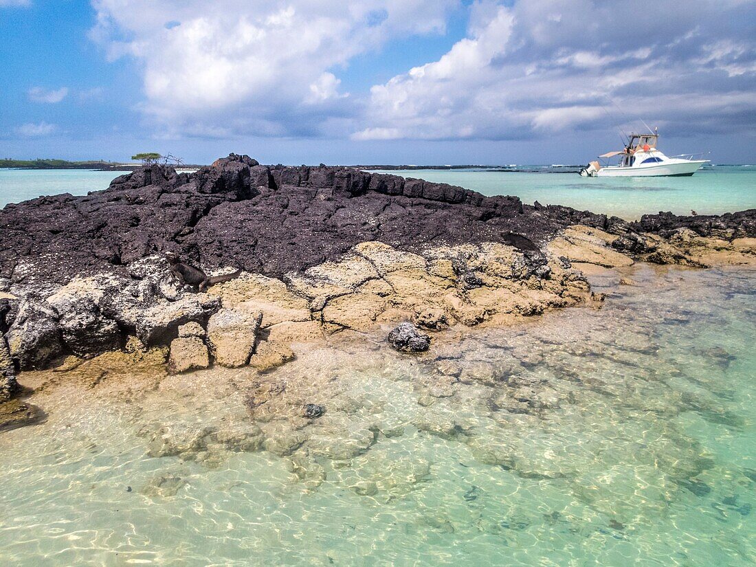 Ecuador, Galapagos Archipelago, classified as World Heritage by UNESCO, Santa Fe Island, Secret Bay or Hidden Bay (Bahia Escondida), Galapagos Sea Iguana (Amblyrhynchus cristatus)