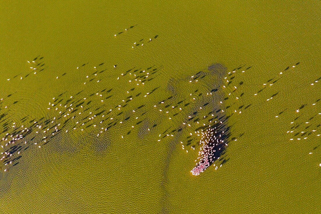 Kenia,Magadi-See,Rift Valley,Zwergflamingos (Phoeniconaias minor),Sexualdarstellung aus der Luft