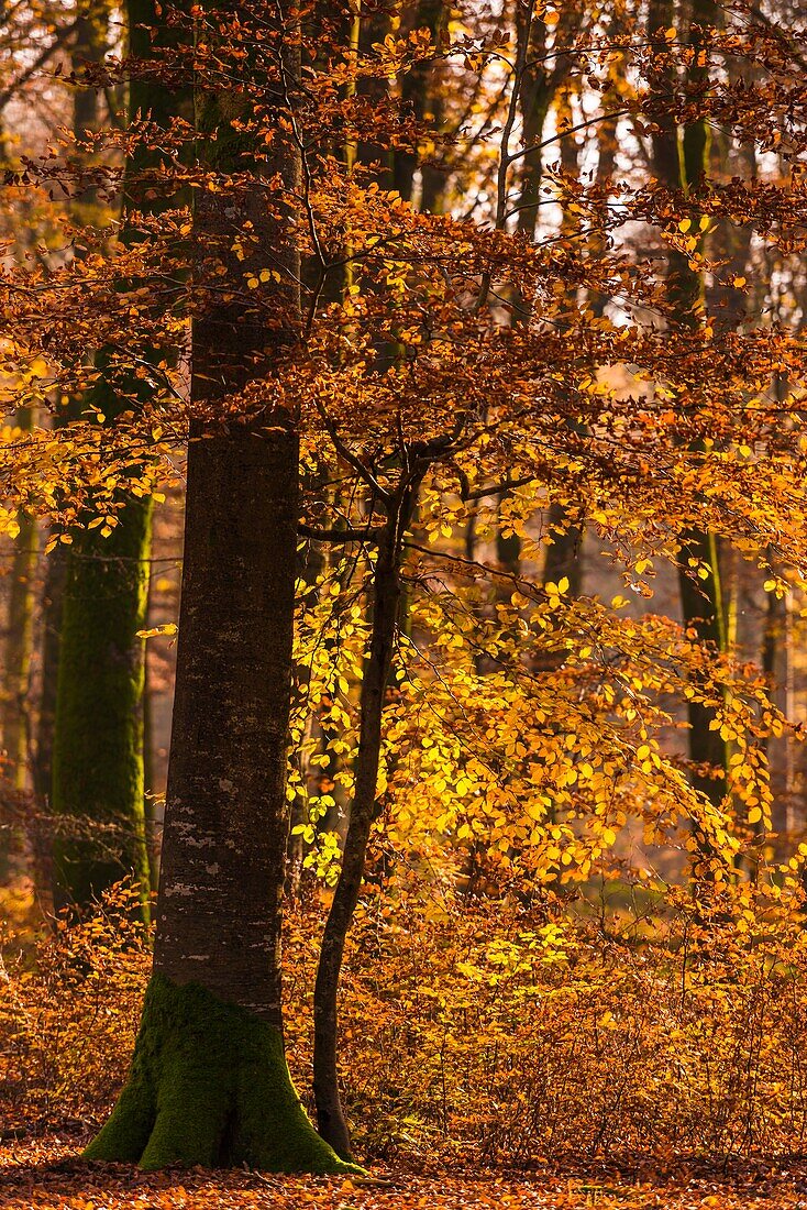 France, Somme, Crécy-en-Ponthieu, Forêt de Crécy, The forest with autumn colors