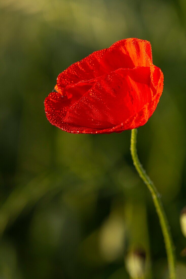 France, Somme, Baie de Somme, Saint-Valery-sur-Somme, Poppies (Papaver rhoeas)