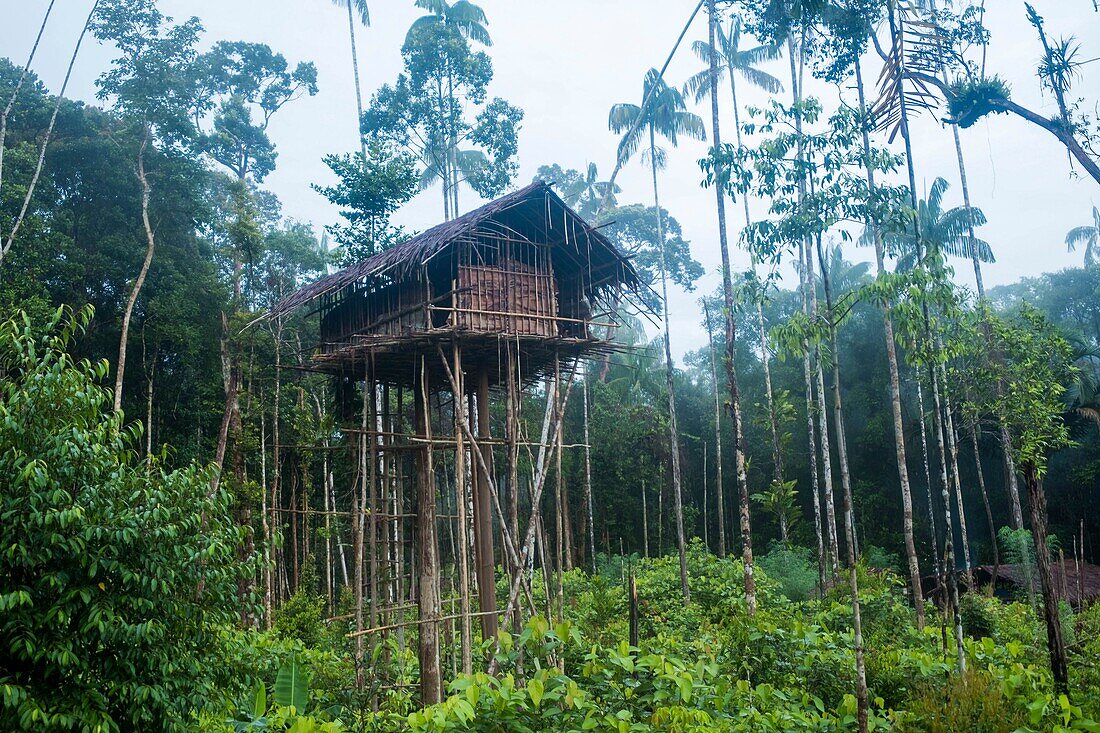 Indonesia, West Papua, Mabul, Korowai expedition