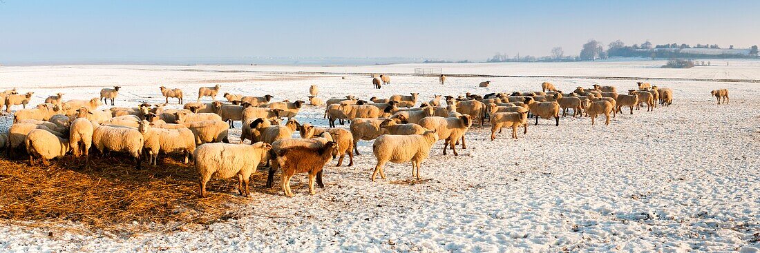 Frankreich,Somme,Baie de Somme,Saint-Valery-sur-Somme,Cap Hornu,Gesalzene Wiesenschafe in der Baie de Somme