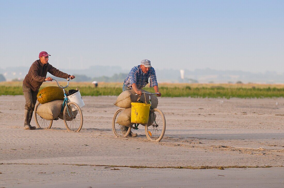 France, Somme, Baie de Somme, Le Hourdel, Fishermen bringing their collection of samphire with the traditional bicycle without saddle