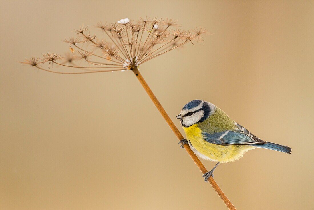 Frankreich,Somme,Crécy-en-Ponthieu,Blaumeise,Cyanistes caeruleus