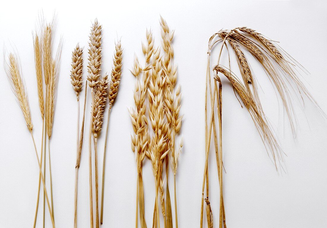 Vier verschiedene Getreidesorten