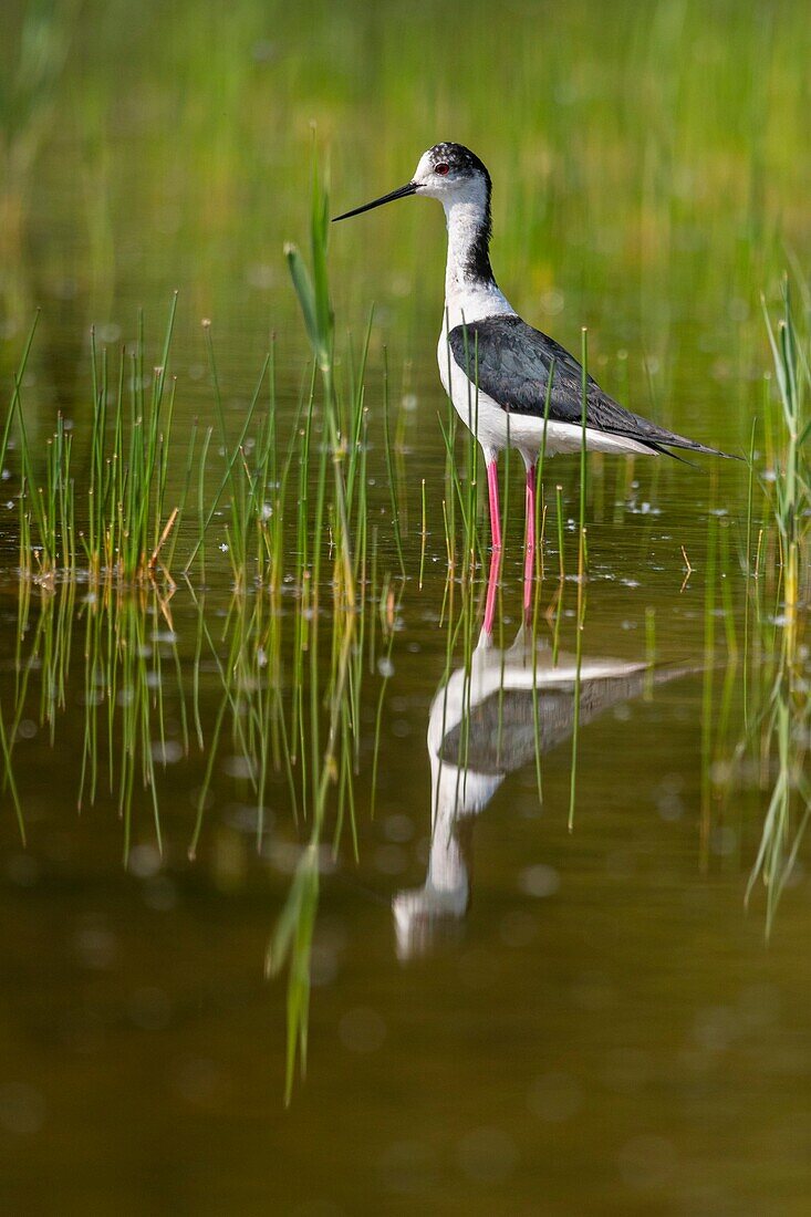 France, Somme, Baie de Somme, Saint-Quentin-en-Tourmont, Natural Reserve of the Bay of Somme, Marquenterre Ornithological Park, Black-winged Stilt (Himantopus himantopus)