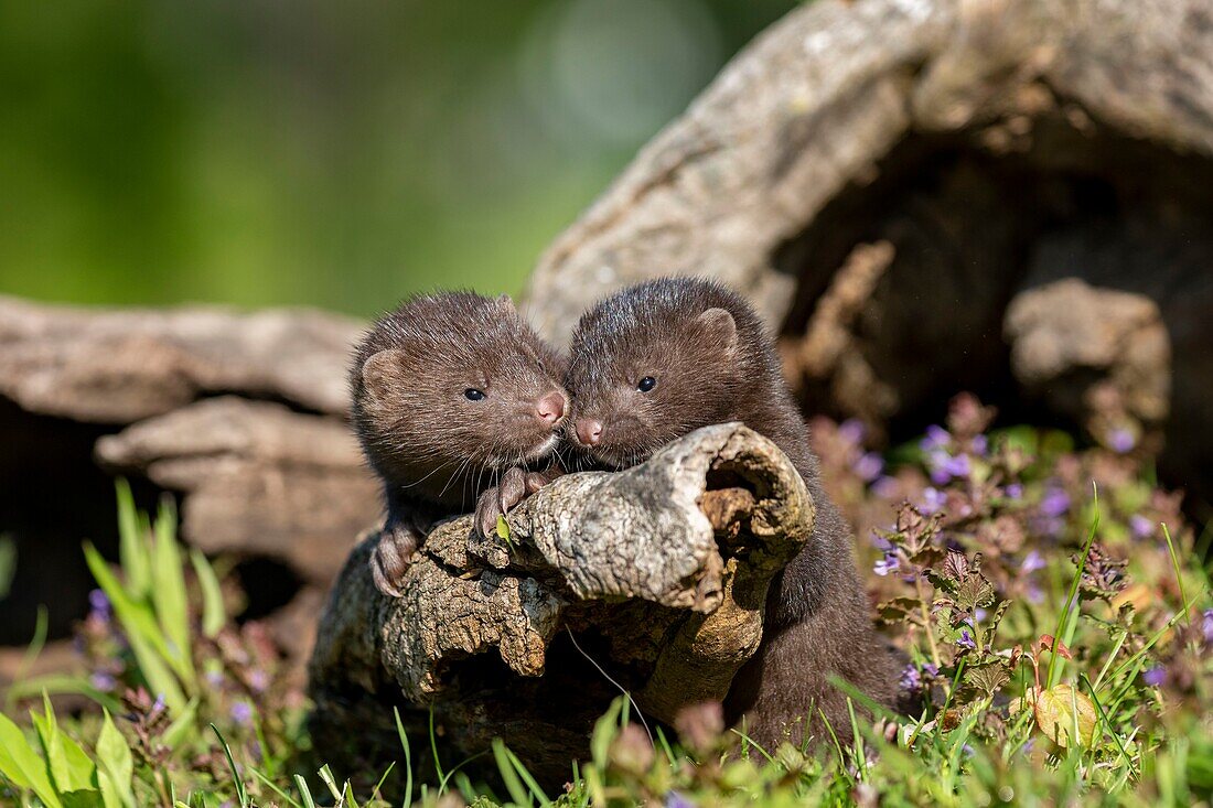 United States, Minnesota, American mink (Neovison vison), Youngs, captive