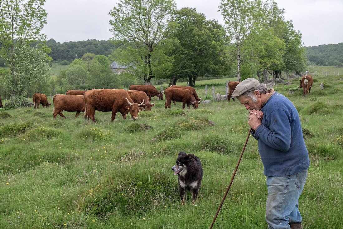 France, Puy de Dome, Chastreix, Remi Fargeix and his Salers cows, Parc Naturel Regional des Volcans d'Auvergne (Regional Nature Park of Auvergne Volcanoes), Massif du Sancy, Natural Reserve of Vallee de la Fontaine Salee