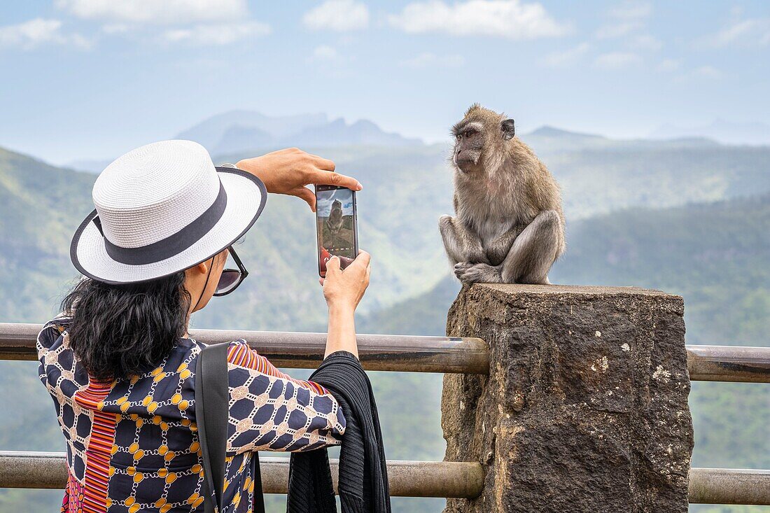 Mauritius, Savanne district, Black River Gorges National Park, monkey at the viewpoint of Plaine Champagne road