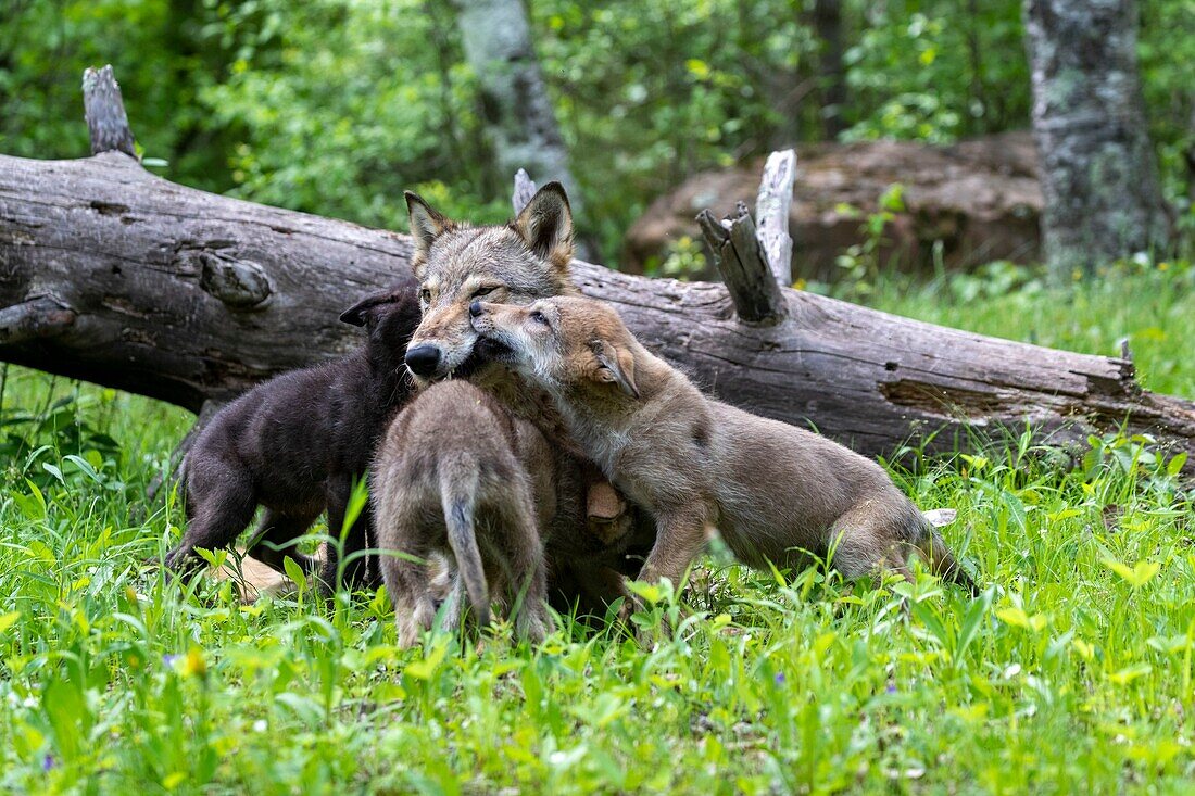 United Sates, Minnesota, Wolff (Canis lupus), Adult with youngs, captive