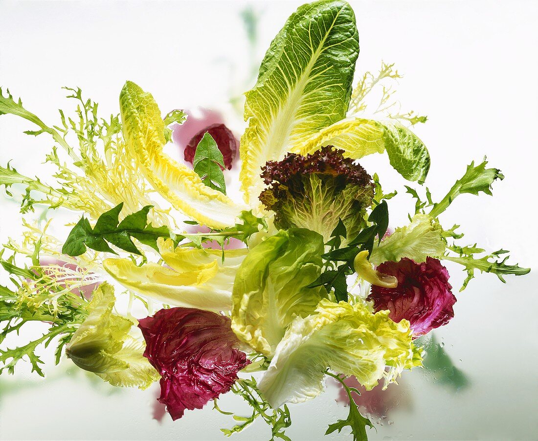 Assorted salad leaves on sheet of glass
