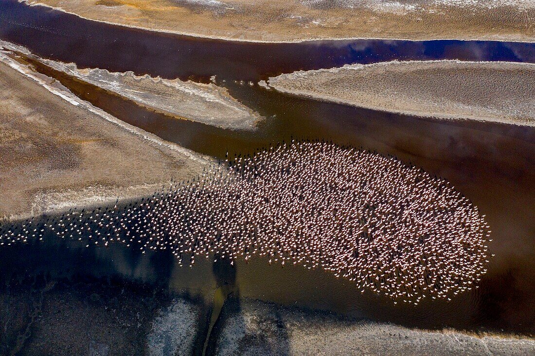 Kenia,Magadi-See,Rift Valley,Zwergflamingos (Phoeniconaias minor) (Luftaufnahme)