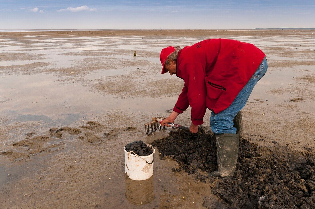 France, Somme, Baie de Somme, Le Crotoy, Fisherman picking up clams