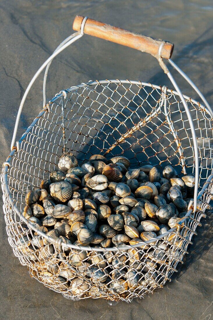 France, Somme, Baie de Somme, Le Crotoy, basket of cockles picked up by a fisherman on foot