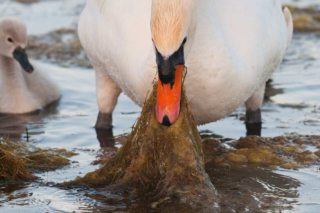 France, Somme, Somme Bay, Le Crotoy, Crotoy Marsh, juvenile mute Swan (Cygnus olor, Mute Swan); the mother goes back the food for the little ones