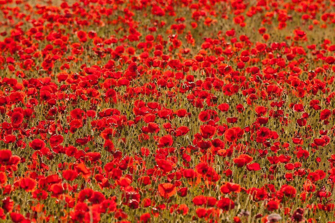 France, Somme, Baie de Somme, Saint-Valery-sur-Somme, Poppies (Papaver rhoeas)