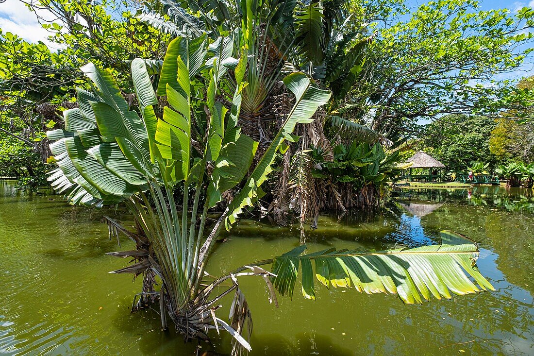 Mauritius, Pamplemousses district, Pamplemousses, Sir Seewoosagur Ramgoolam botanical garden, traveller's tree (Ravenala madagascariensis)