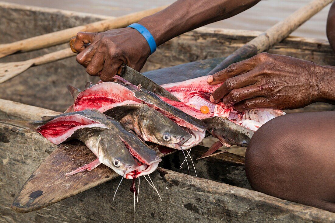 Papua New Guinea, East Sepik Province, Sepik River Region, Chambri Lake, Wombun Village, daily fishing, cat fish