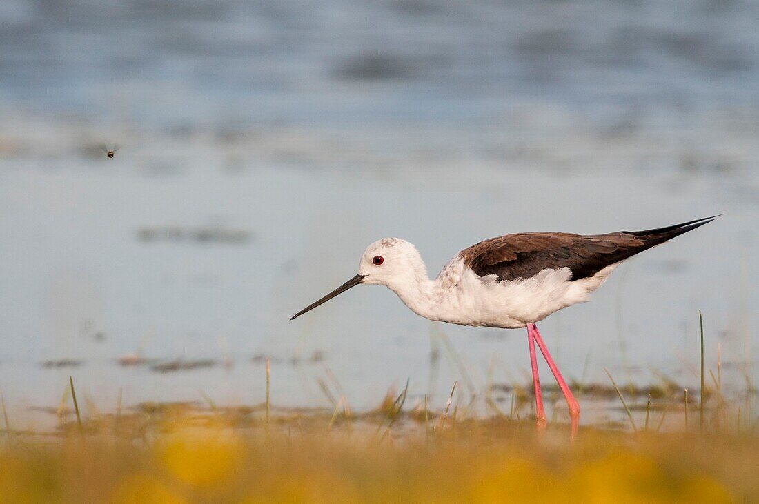 Frankreich,Somme,Somme-Bucht,Cayeux-sur-mer,Ault,Le Hâble d'Ault,Stelzenläufer (Himantopus himantopus)