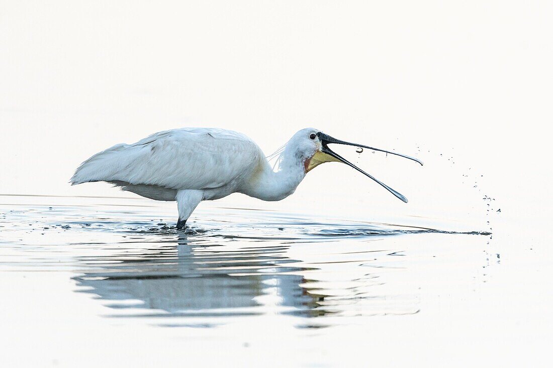 France, Somme, Baie de Somme, Le Crotoy, Crotoy marsh, Eurasian Spoonbill (Platalea leucorodia) fishing