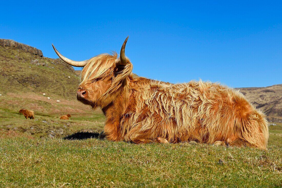 United Kingdom, Scotland, Highland, Inner Hebrides, Isle of Mull, Highland cow