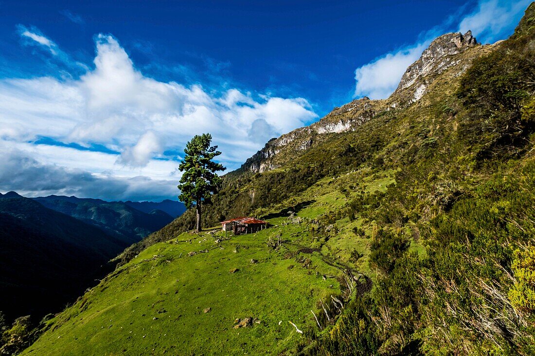 Colombia, Region of coffee, Salento, Cocora valley, Los Nevados National Park, paramo of Tolima volcano 5215m, finca Buenos Aires