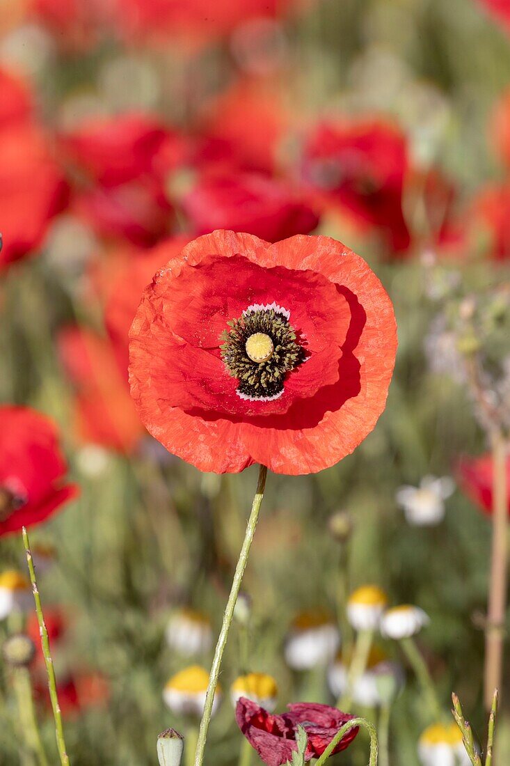 Spain, Common poppy (Papaver rhoeas), morning , ©oquelicot (Papaver rhoeas), le matin