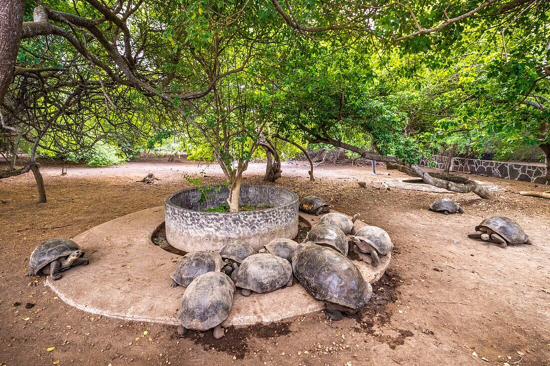 Ecuador,Galapagos-Archipel,von der UNESCO als Welterbe eingestuft,Insel Isabela (Albemarie),Arnaldo Tupiza-Chamaidan-Zuchtstation für Riesenschildkröten der Galapagos-Inseln